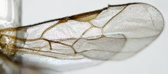 Chelonus_M_merdicus_wings