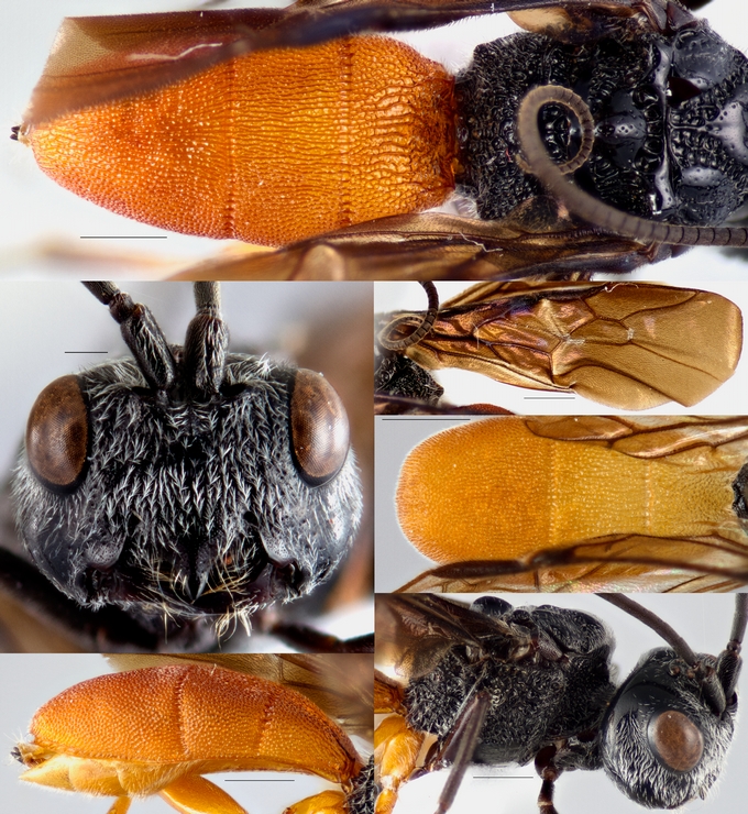 Odontosphaeropyx_mkomaziensis_Kittel_2014