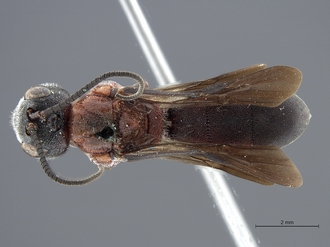 images/Odontosphaeropyx_ruficeps_SAM-HYM-P008526_habitus_dorsal_330.jpg