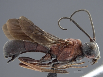 images/Odontosphaeropyx_ruficeps_SAM-HYM-P008526_habitus_lateral_330.jpg