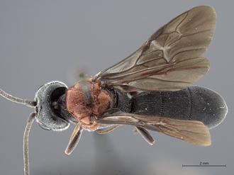 images/Odontosphaeropyx_ruficeps_SAM-HYM-P008563_habitus_dorsal_330.jpg