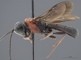 images/Odontosphaeropyx_ruficeps_SAM-HYM-P008563_habitus_lateral_330.jpg