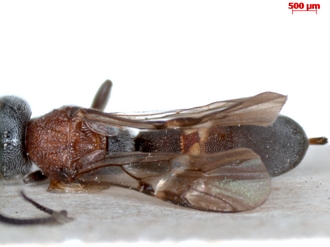 Pachychelonus_flavifasciatus_female_Yves_Braet