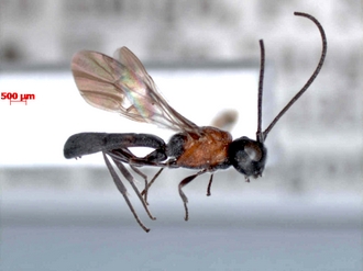 Pachychelonus_flavifasciatus_male