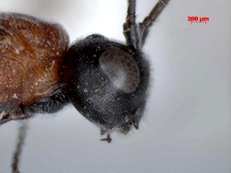 Pachychelonus_flavifasciatus_male