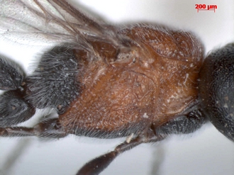Pachychelonus_flavifasciatus_male