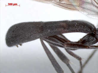Pachychelonus_flavifasciatus_male