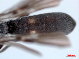 Pachychelonus_flavifasciatus_male
