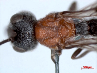 Pachychelonus_flavifasciatus_male