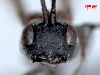 Pachychelonus_flavifasciatus_male