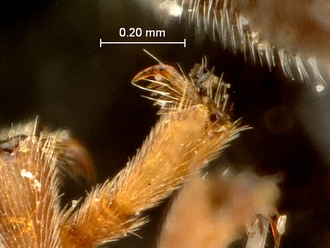 Pachychelonus_fulviventris_SAM-HYM-P002690_fore_trasal_claw