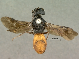 Pachychelonus_fulviventris_SAM-HYM-P002690_habitus_dorsal