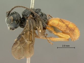 Pachychelonus_fulviventris_SAM-HYM-P002690_habitus_lateral