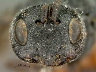 Pachychelonus_fulviventris_SAM-HYM-P002690_head_frontal