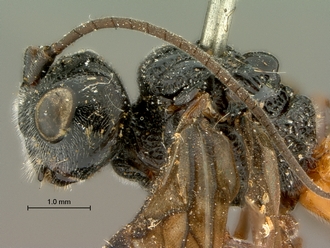 Pachychelonus_fulviventris_SAM-HYM-P002690_head_mesosoma_lateral
