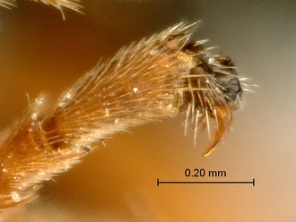 Pachychelonus_fulviventris_SAM-HYM-P002690_hind_trasal_claw