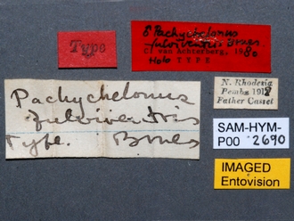Pachychelonus_fulviventris_SAM-HYM-P002690_labels