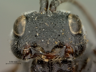 Pachychelonus_fulviventris_SAM-HYM-P002690_mandibles