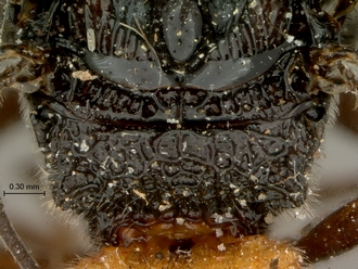 imPachychelonus_fulviventris_SAM-HYM-P002690_propodeum_dorsal