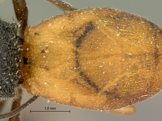 Pachychelonus_fulviventris_SAM-HYM-P002690_segments_metasoma_dorsal