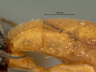 Pachychelonus_fulviventris_SAM-HYM-P002690_segments_metasoma_lateral