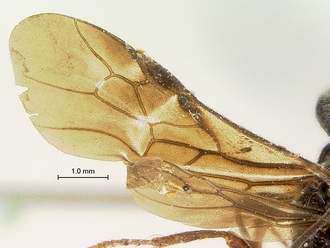 Pachychelonus_fulviventris_SAM-HYM-P002690_wing