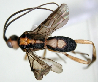 Phanerotomella_erena_habitus_dorsal