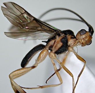 Phanerotomella_erena_habitus_lateral
