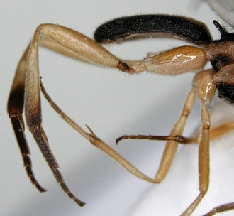 Phanerotomela_erena_metasoma_legs_lateral