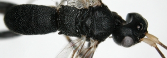 Phanerotomela_seyrigi_habitus_dorsal