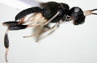 Phanerotomela_seyrigi_habitus_lateral