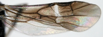 Phanerotomela_seyrigi_wings