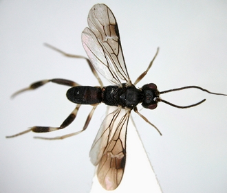 Phanerotomella_tristis_habitus_dorsal