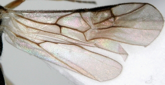 Phanerotomella_tristis_wings