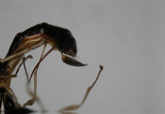 Leptorhaconotus seyrigi-apex