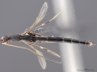 Leptorhaconotus_SAM-HYM-P048001_body_dorsal