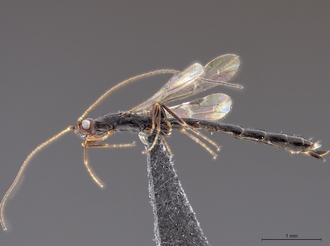 Leptorhaconotus_SAM-HYM-P048001_body_lateral