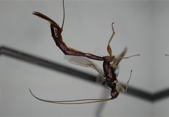 Leptorhaconotus_brunneus_lat