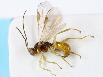 Centistes_caloupile_Holotype_MNHN