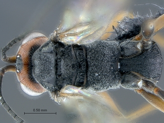 Dinocampus_coccinellae_SAM-HYM-P046381_body_dorsal