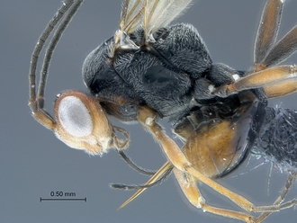 Dinocampus_coccinellae_SAM-HYM-P046381_body_lateral