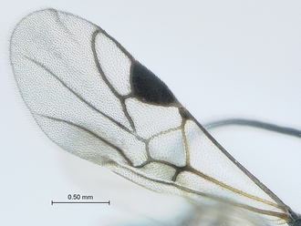 Dinocampus_coccinellae_SAM-HYM-P046381_forewing