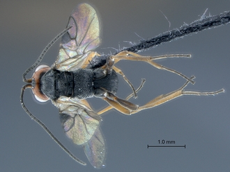 Dinocampus_coccinellae_SAM-HYM-P046381_habitus_dorsal