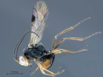 Dinocampus_coccinellae_SAM-HYM-P046381_habitus_lateral