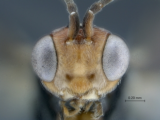 Dinocampus_coccinellae_SAM-HYM-P046381_head_clypeus_anterior