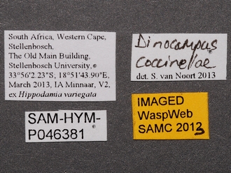 Dinocampus_coccinellae_SAM-HYM-P046381_labels