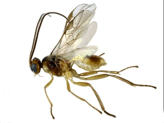 Meteorus_comonile_ male_MNHN