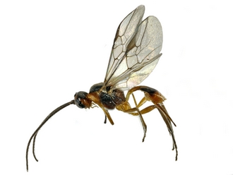 Meteorus_comonile_female_type_MNHN