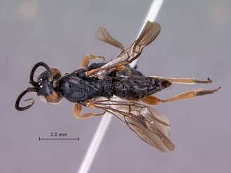 Khoikhoia_female_habitus_dorsal