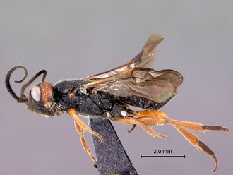 Khoikhoia_female_habitus_lateral